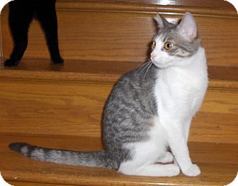 Domestic Shorthair Cat for Sale in Richmond, Virginia - Echo Domestic Shorthair Cat for Sale in Richmond, Virginia - Echo