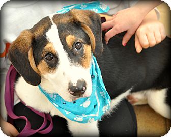 Coonhound/Beagle Mix Puppy for Sale in Sparta, New Jersey - AJ Coonhound/Beagle Mix Puppy for Sale in Sparta, New Jersey - AJ