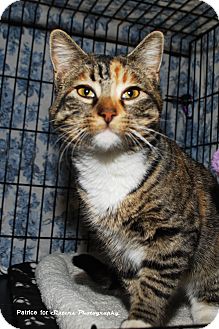 Domestic Shorthair Kitten for Sale in Lincoln, Nebraska - Debbie Domestic Shorthair Kitten for Sale in Lincoln, Nebraska - Debbie