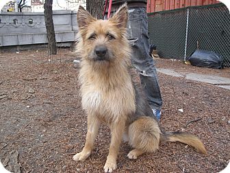 Airedale Terrier/Terrier (Unknown Type, Medium) Mix Dog for Sale in New York, New York - Sophie Airedale Terrier/Terrier (Unknown Type, Medium) Mix Dog for Sale in New York, New York - Sophie