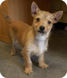 Chihuahua/Terrier (Unknown Type, Small) Mix Puppy for Sale in Sparta, New Jersey - Kato Chihuahua/Terrier (Unknown Type, Small) Mix Puppy for Sale in Sparta, New Jersey - Kato