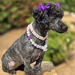 Escondido Ca Poodle Miniature Meet Zury A Pet For Adoption