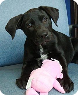Labrador Retriever Mix Puppy for Sale in Red Bluff, California - Tully Labrador Retriever Mix Puppy for Sale in Red Bluff, California - Tully