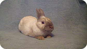 Himalayan Mix for Sale in Garland, Texas - Prince Himalayan Mix for Sale in Garland, Texas - Prince