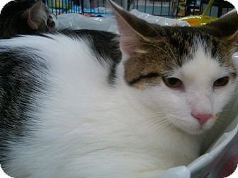 Domestic Shorthair Cat for Sale in Sterling Hgts, Michigan - Rambo( super personality) Domestic Shorthair Cat for Sale in Sterling Hgts, Michigan - Rambo( super personality)