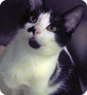 Domestic Shorthair Kitten for Sale in Secaucus, New Jersey - Spider Domestic Shorthair Kitten for Sale in Secaucus, New Jersey - Spider