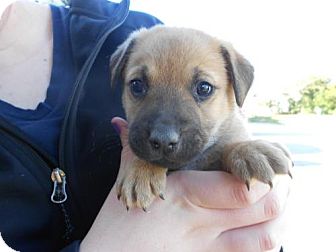 German Shepherd Dog Mix Puppy for Sale in Atascadero, California - Eric German Shepherd Dog Mix Puppy for Sale in Atascadero, California - Eric