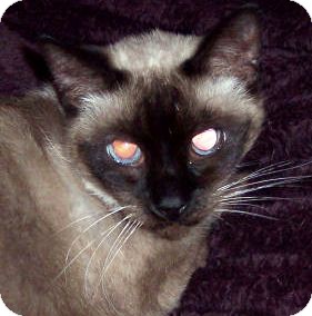 Siamese Cat for Sale in Summerville, South Carolina - Kimmy Siamese Cat for Sale in Summerville, South Carolina - Kimmy