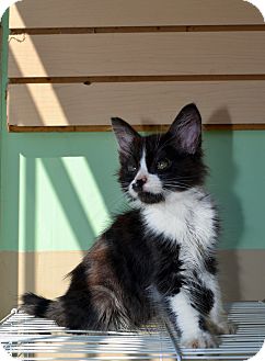 Domestic Mediumhair Kitten for Sale in San Diego, California - TUX Domestic Mediumhair Kitten for Sale in San Diego, California - TUX