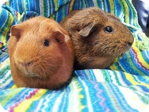 Guinea Pig for Sale in Costa Mesa, California - Daisy and Selena Guinea Pig for Sale in Costa Mesa, California - Daisy and Selena