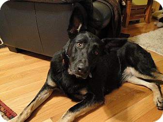 German Shepherd Dog Dog for Sale in Greeneville, Tennessee - Misha German Shepherd Dog Dog for Sale in Greeneville, Tennessee - Misha