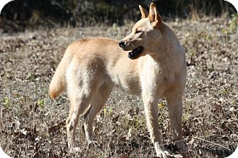 Carolina Dog Mix Dog for Sale in Flower Mound, Texas - Quinn Carolina Dog Mix Dog for Sale in Flower Mound, Texas - Quinn