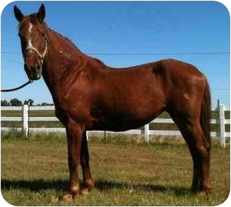 Mustang Mix for Sale in Bangor, California - Olive Mustang Mix for Sale in Bangor, California - Olive