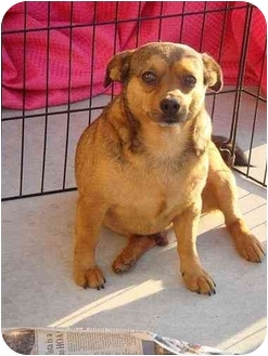 Chihuahua/Pug Mix Dog for Sale in Fowler, California - CHUNKY Chihuahua/Pug Mix Dog for Sale in Fowler, California - CHUNKY