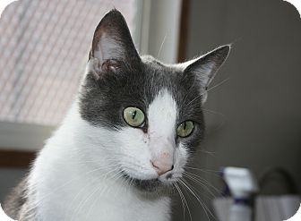 Domestic Shorthair Cat for Sale in Plainville, Massachusetts - Charlie Domestic Shorthair Cat for Sale in Plainville, Massachusetts - Charlie
