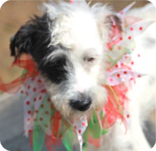 Terrier (Unknown Type, Small)/Poodle (Miniature) Mix Puppy for Sale in Norwalk, Connecticut - Noah - adoption pending Terrier (Unknown Type, Small)/Poodle (Miniature) Mix Puppy for Sale in Norwalk, Connecticut - Noah - adoption pending