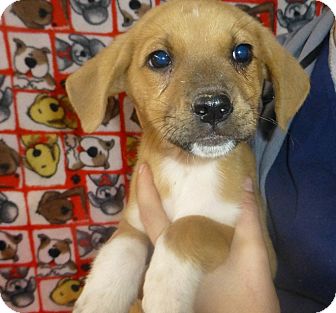 Golden Retriever/Shepherd (Unknown Type) Mix Puppy for Sale in Oviedo, Florida - Jessie Golden Retriever/Shepherd (Unknown Type) Mix Puppy for Sale in Oviedo, Florida - Jessie