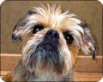 Brussels Griffon Dog for Sale in Los Angeles, California - TESS - ADOPTION PENDING Brussels Griffon Dog for Sale in Los Angeles, California - TESS - ADOPTION PENDING