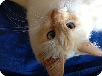 RagaMuffin Cat for Sale in Jeffersonville, Indiana - Miranda RagaMuffin Cat for Sale in Jeffersonville, Indiana - Miranda