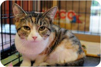 Domestic Shorthair Kitten for Sale in New York, New York - Angelina Domestic Shorthair Kitten for Sale in New York, New York - Angelina