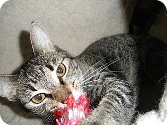 Domestic Shorthair Cat for Sale in Milwaukee, Wisconsin - Gia Domestic Shorthair Cat for Sale in Milwaukee, Wisconsin - Gia