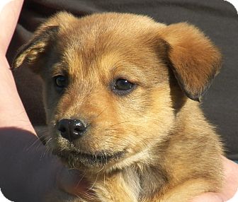 Shepherd (Unknown Type)/Husky Mix Puppy for Sale in Sussex, New Jersey - Chevy Shepherd (Unknown Type)/Husky Mix Puppy for Sale in Sussex, New Jersey - Chevy