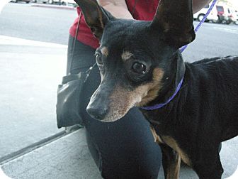 Miniature Pinscher Mix Dog for Sale in Las Vegas, Nevada - Snoop Miniature Pinscher Mix Dog for Sale in Las Vegas, Nevada - Snoop