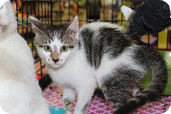 Domestic Shorthair Kitten for Sale in santa monica, California - Ivy Domestic Shorthair Kitten for Sale in santa monica, California - Ivy