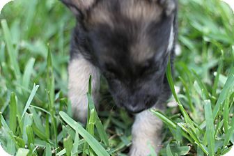 German Shepherd Dog Mix Puppy for Sale in Lighthouse Point, Florida - Max German Shepherd Dog Mix Puppy for Sale in Lighthouse Point, Florida - Max