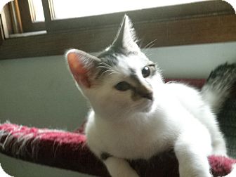 Domestic Shorthair Kitten for Sale in Milwaukee, Wisconsin - Pyle Domestic Shorthair Kitten for Sale in Milwaukee, Wisconsin - Pyle