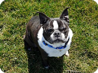 Boston Terrier Dog for Sale in Boise, Idaho - Teddy Boston Terrier Dog for Sale in Boise, Idaho - Teddy