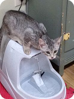 Domestic Shorthair Kitten for Sale in Monroe, Georgia - Remi Domestic Shorthair Kitten for Sale in Monroe, Georgia - Remi