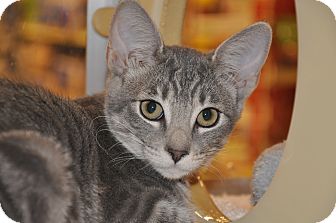 Domestic Shorthair Kitten for Sale in Foothill Ranch, California - Tia Domestic Shorthair Kitten for Sale in Foothill Ranch, California - Tia
