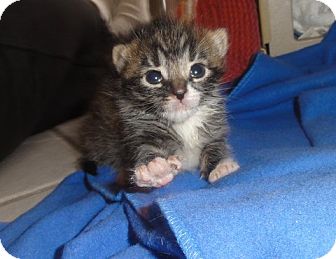 Domestic Shorthair Kitten for Sale in Barnegat, New Jersey - Siren Domestic Shorthair Kitten for Sale in Barnegat, New Jersey - Siren