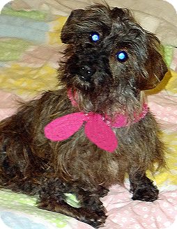 Schnauzer (Miniature)/Dachshund Mix Dog for Sale in Alabaster, Alabama - Sissy: Schnauzer/Dachsund mix Schnauzer (Miniature)/Dachshund Mix Dog for Sale in Alabaster, Alabama - Sissy: Schnauzer/Dachsund mix