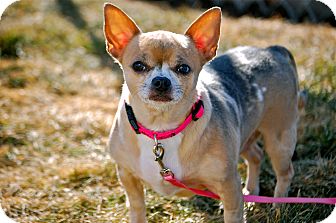 Chihuahua Mix Dog for Sale in Meridian, Idaho - Sandia Chihuahua Mix Dog for Sale in Meridian, Idaho - Sandia