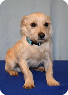Cairn Terrier Mix Puppy for Sale in Westminster, Colorado - Mustard Cairn Terrier Mix Puppy for Sale in Westminster, Colorado - Mustard