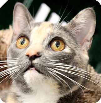Domestic Shorthair Kitten for Sale in Winchester, California - Euphretes Domestic Shorthair Kitten for Sale in Winchester, California - Euphretes