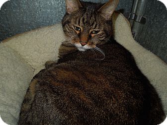 Domestic Shorthair Cat for Sale in Medina, Ohio - Boomer Domestic Shorthair Cat for Sale in Medina, Ohio - Boomer