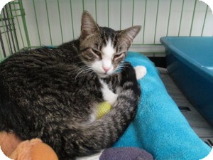 Domestic Shorthair Cat for Sale in Oceanside, New York - Leo Domestic Shorthair Cat for Sale in Oceanside, New York - Leo