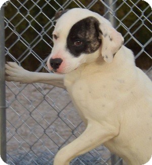 Terrier (Unknown Type, Medium)/Pointer Mix Dog for Sale in Clinton, Maine - Patches Terrier (Unknown Type, Medium)/Pointer Mix Dog for Sale in Clinton, Maine - Patches