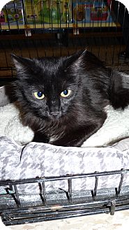Domestic Longhair Cat for Sale in Bentonville, Arkansas - Rosie Domestic Longhair Cat for Sale in Bentonville, Arkansas - Rosie