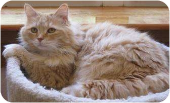 Domestic Longhair Cat for Sale in Poway, California - Apricot Rose Domestic Longhair Cat for Sale in Poway, California - Apricot Rose
