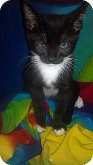 Domestic Mediumhair Kitten for Sale in Scottsdale, Arizona - Statler- courtesy post Domestic Mediumhair Kitten for Sale in Scottsdale, Arizona - Statler- courtesy post