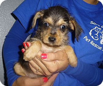 Dachshund/Schnauzer (Miniature) Mix Puppy for Sale in Oviedo, Florida - Shanna Dachshund/Schnauzer (Miniature) Mix Puppy for Sale in Oviedo, Florida - Shanna