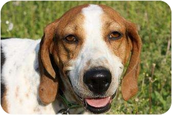 Coonhound/Foxhound Mix Dog for Sale in Cincinnati, Ohio - Annie Coonhound/Foxhound Mix Dog for Sale in Cincinnati, Ohio - Annie