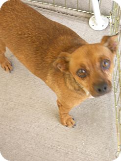 Terrier (Unknown Type, Small) Mix Dog for Sale in Las Vegas, Nevada - Joe Joe Terrier (Unknown Type, Small) Mix Dog for Sale in Las Vegas, Nevada - Joe Joe