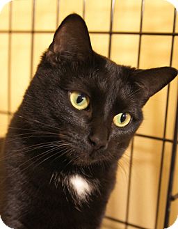 Domestic Shorthair Cat for Sale in Medford, Massachusetts - Bonnie Domestic Shorthair Cat for Sale in Medford, Massachusetts - Bonnie