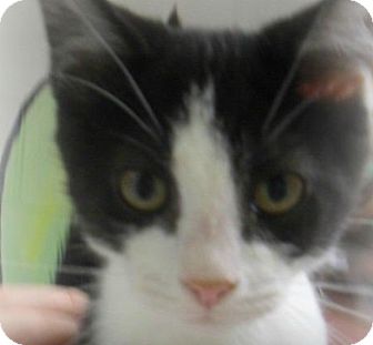 American Shorthair Cat for Sale in Shippenville, Pennsylvania - Peepers American Shorthair Cat for Sale in Shippenville, Pennsylvania - Peepers