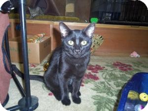 Domestic Shorthair Cat for Sale in Medford, Wisconsin - SHADOW Domestic Shorthair Cat for Sale in Medford, Wisconsin - SHADOW